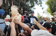 Demo Harga Pakan Mencekik, Peternak Bagikan 1.200 Ayam di Malioboro