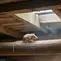 Cara Mengusir Tikus di Plafon Rumah yang Ampuh dan Aman Tanpa Bongkar Atap