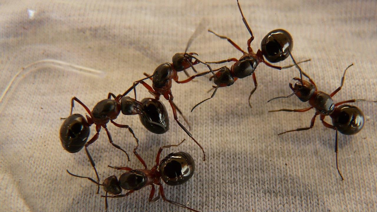 10 Cara Alami Mengusir Semut Tanpa Bahan Kimia, Mudah dan Bisa Dilakukan Sendiri