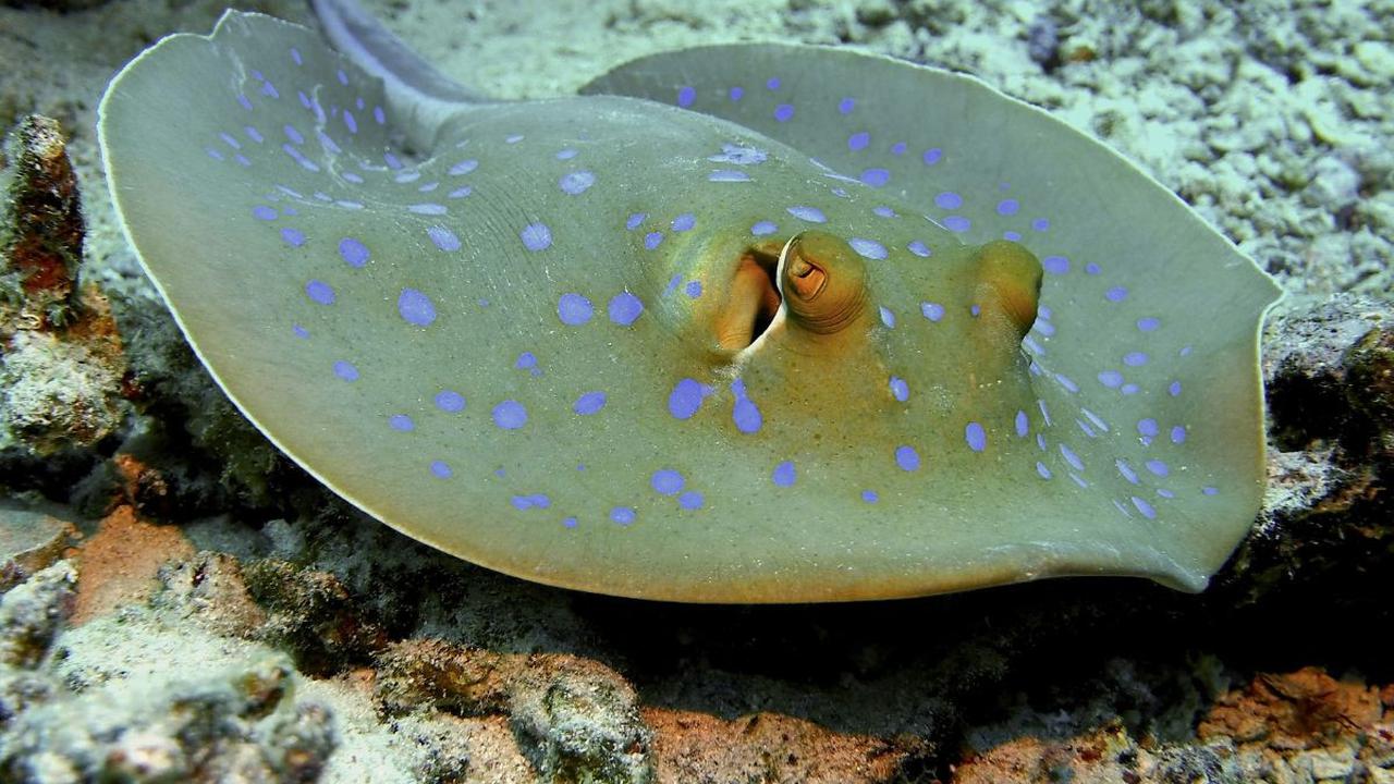 Ikan Stingaree Jawa (Urolophus javanicus) hanya diketahui dari satu spesimen yang dikumpulkan pada tahun 1862 dari pasar ikan di Jakarta, Indonesia.<br>
