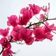 Bunga Bugenvil (Sumber: Abishek Subba/Unsplash.com)