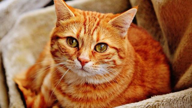 Kucing Jenius Selamatkan Nyawa Pemiliknya Dari Kebakaran Citizen6 Liputan6 Com