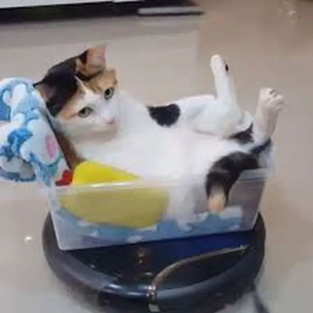 Bak Naik UFO, Aksi Kocak Kucing Main Vakum Cleaner Ini Bikin Geleng Kepala