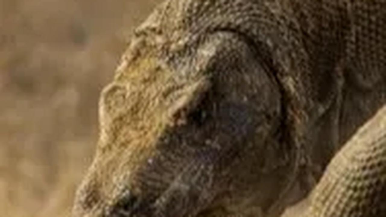 Komodo Berkeliaran di Golo Mori Labuan Bajo, Ini Penjelasan BBKSDA