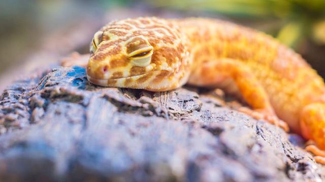 Leopard Gecko