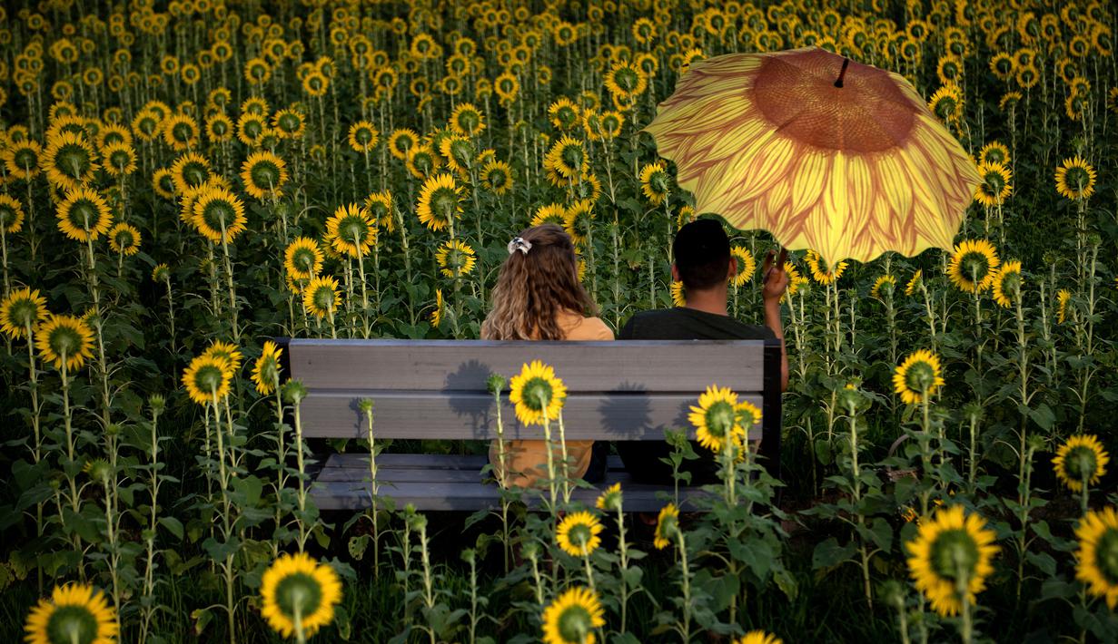 Sepasang pengunjung duduk di antara bunga matahari di ladang bunga Nokesville, Virginia pada Kamis (22/8/2019). Disana, bunga matahari dengan kembang berwarna kuningnya nan cantik terhampar di ladang luas. (Photo by Brendan Smialowski / AFP)