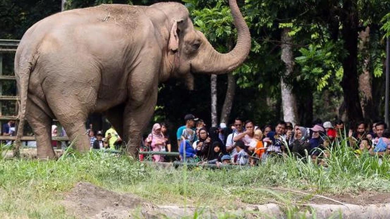 Libur Natal 2025, Pengunjung Ragunan Diprediksi Tembus 50 Ribu Hari Ini