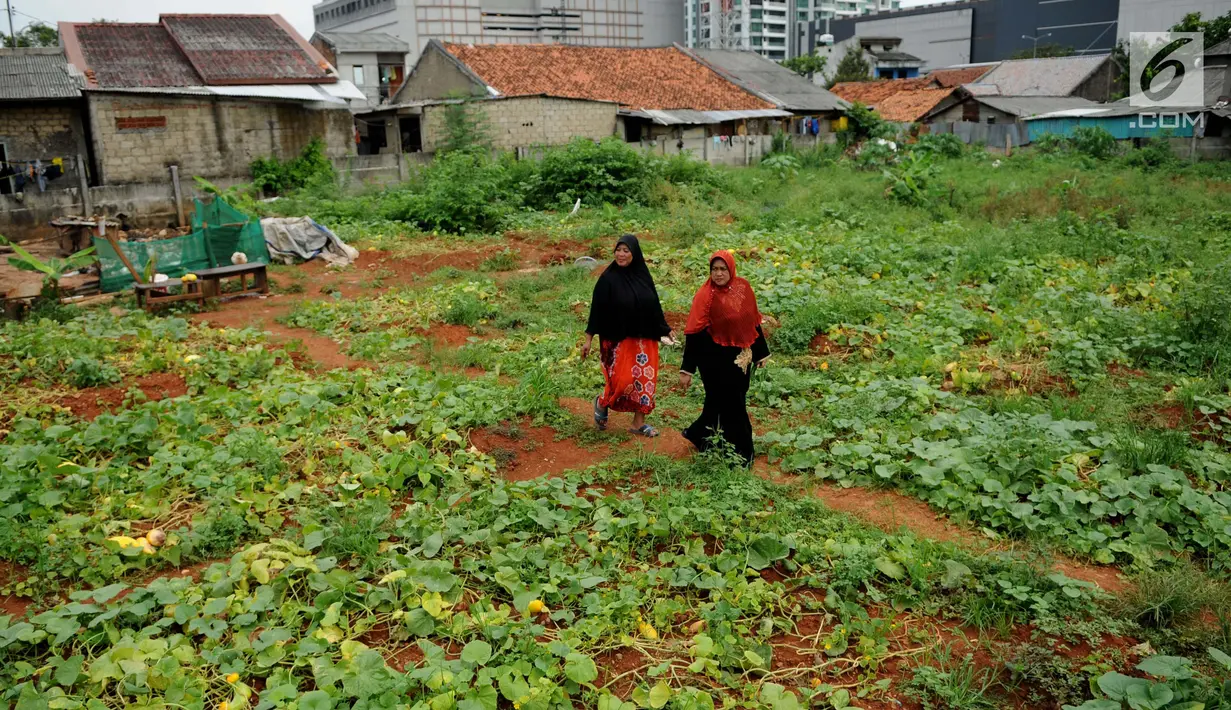 Warga melewati kebun timun suri di Jakarta, Selasa (30/5). Timun suri menjadi buah yang dicari warga untuk dijadikan makanan pembuka puasa. (Liputan6.com/Gempur M Surya)