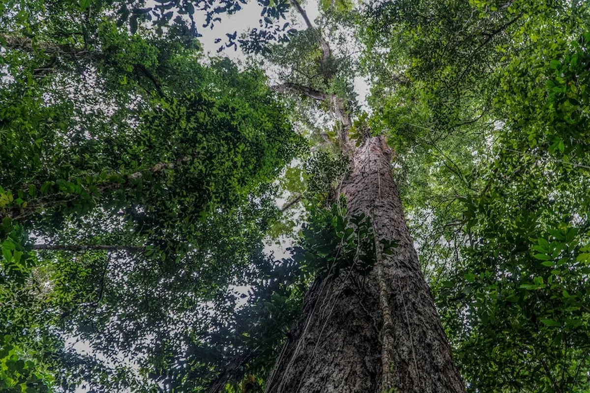 Pohon tertinggi di Hutan Amazon. Dok: Imazon via AFP, ABC News