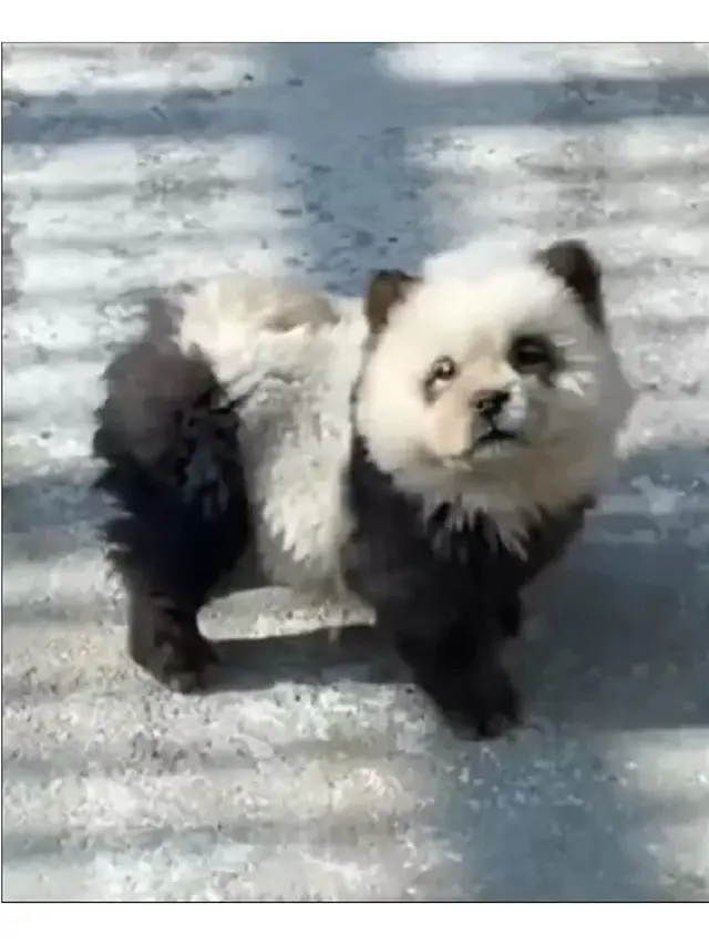 Kebun Binatang Ini Ubah Anjing Jadi 'Panda Palsu', Diwarnai Hitam Putih