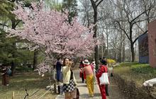 Pesona Sakura Beijing di Taman Yuyuantan, Magnet Wisatawan Asing dan Lokal