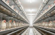 Pilihan Model dan Sistem Pembuangan Kotoran Kandang Ayam Petelur yang Efektif