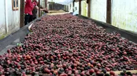 Pengolahan kopi petik merah yang dilakukan petani Bengkulu akan menghasilkan biji kopi jenis premium berkualitas tinggi (Liputan6.com/Yuliardi Hardjo)