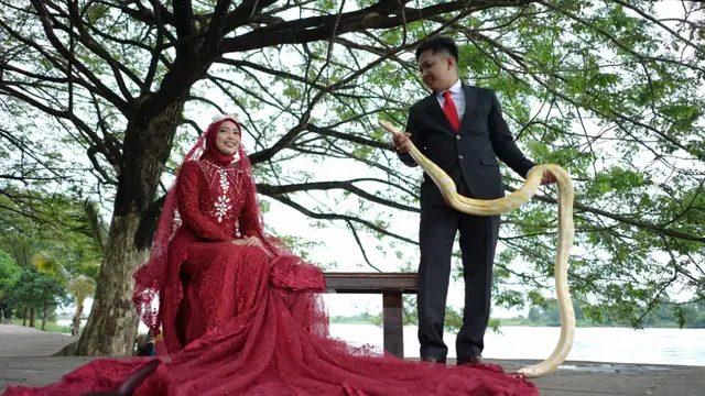 Ular Piton Molurus Jadi Atribut Pernikahan Pengantin di Palembang