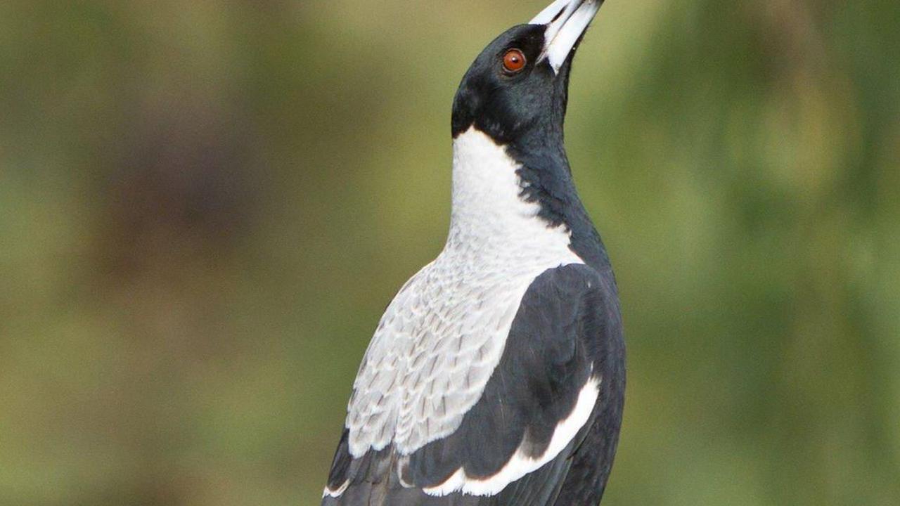 Melatih Suara Burung Kacer