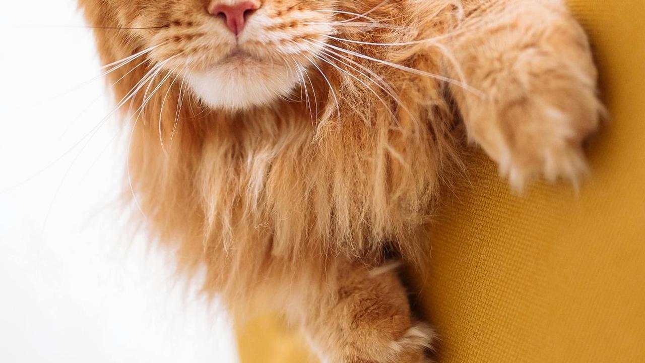 <b>Kucing Ras Maine Coon</b><br>