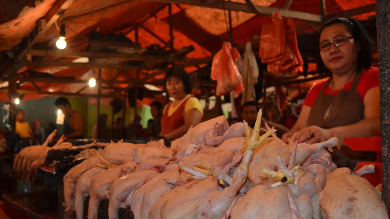 Masuk Ramadan, Harga Ayam Potong Bengkulu Melonjak
