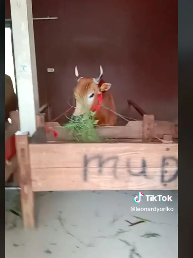 viral rumah mewah di Madura ternyata kandang sapi