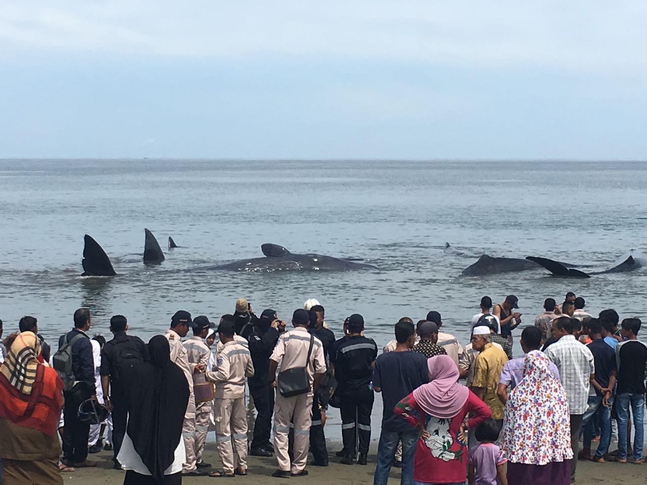 Warga melihat kerumunan 10 paus terdampat di pantai Aceh. Foto: (Windy/Liputan6.com)