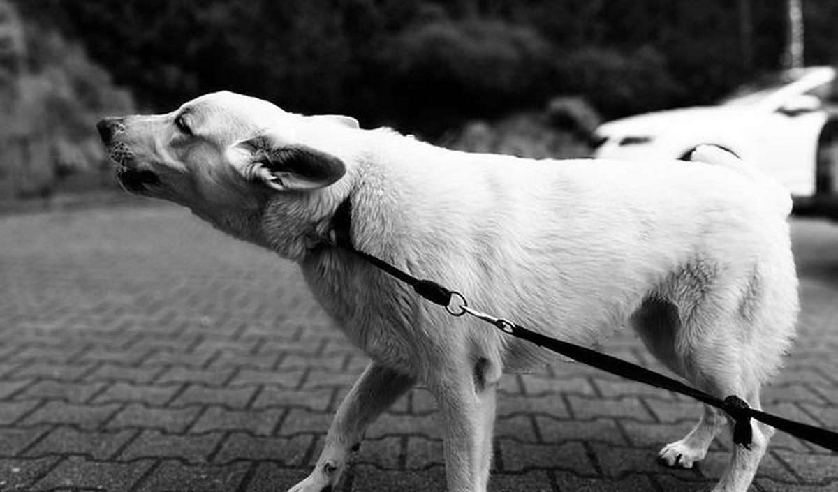 Mengenal Rabies