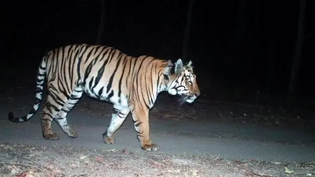Harimau yang dilengkapi dengan kerah radio itu, meninggalkan rumahnya di suaka margasatwa negara bagian barat Maharashtra pada Juni 2019.