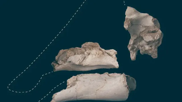 Ilustrasi fosil lambeosaurinae hadrosaurus/sumber : Longrich dkk ., doi: 10.1038/s41598-024-53447-9.