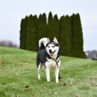 Ilustrasi anjing siberian husky. (dok. pexels/Julissa Helmuth)