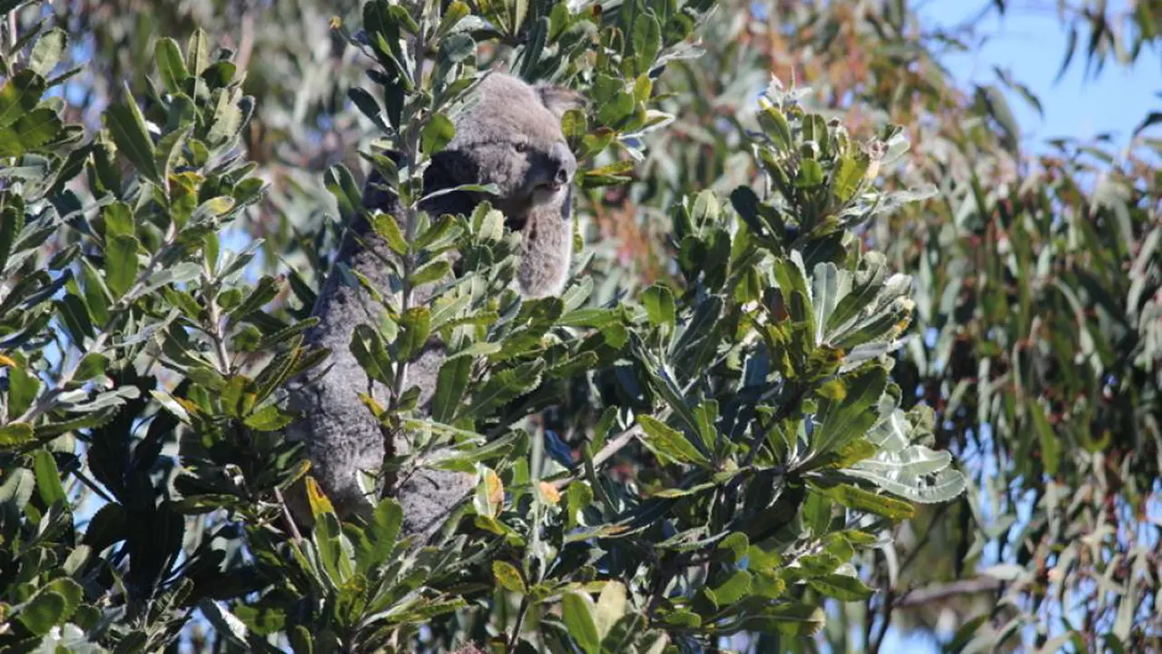 Kala Koala-Koala Dipasangi GPS