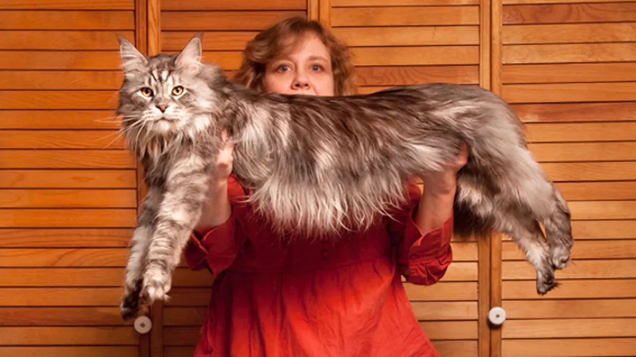 Lima Kucing Pencatat Rekor Dunia (stok)