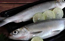 Apakah Ikan Bandeng Mengandung Kolesterol? Ini Penjelasan Lengkapnya