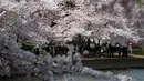 Pengunjung berjalan menikmati pohon sakura yang mekar penuh di Tidal Basin, Washington, Minggu (22/3/2020). Puncak mekar bunga sakura tahun ini disebut-sebut yang paling cepat sejak 2012 tersebut  bertepatan dengan wabah pandemi virus corona. (AP/Jose Luis Magana)