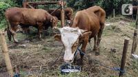 Sejumlah hewan kurban yang dijual sedang memakan makanan di Cipulir, Jakarta, Selasa (28/6/2022). Menjelang Hari Raya Idul Adha, penjualan hewan kurban seperti sapi, kerbau, dan kambing kembali bergeliat meski sedang mewabah virus penyakit mulut dan kuku (PMK). (Liputan6.com/Johan Tallo)