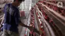 Telur ayam dikumpulkan di perternakan kawasan Telaga Kahuripan, Bogor, Jawa Barat, Rabu (3/11/2021). Stok telur di kandang masih berlimpah, sementara biaya produksi berupa pakan ternak masih juga tinggi. (merdeka.com/Arie Basuki)