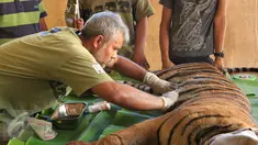 Drh. Anhar Lubis memeriksa kondisi Harimau Sumatera yang terluka akibat terjerat jebakan rusa yang dipasang oleh warga, Mandailing Natal, Sumut, Sabtu (28/11/2015). (Foto:Ori Kakigunung)