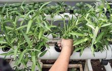 7 Cara Menanam Kangkung agar Tidak Pahit dan Cepat Panen