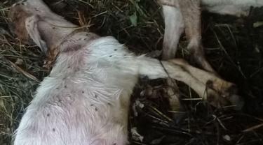 Puluhan kambing mati misterius di Kuningan, Jawa Barat. (Foto: Liputan6.com/Istimewa)