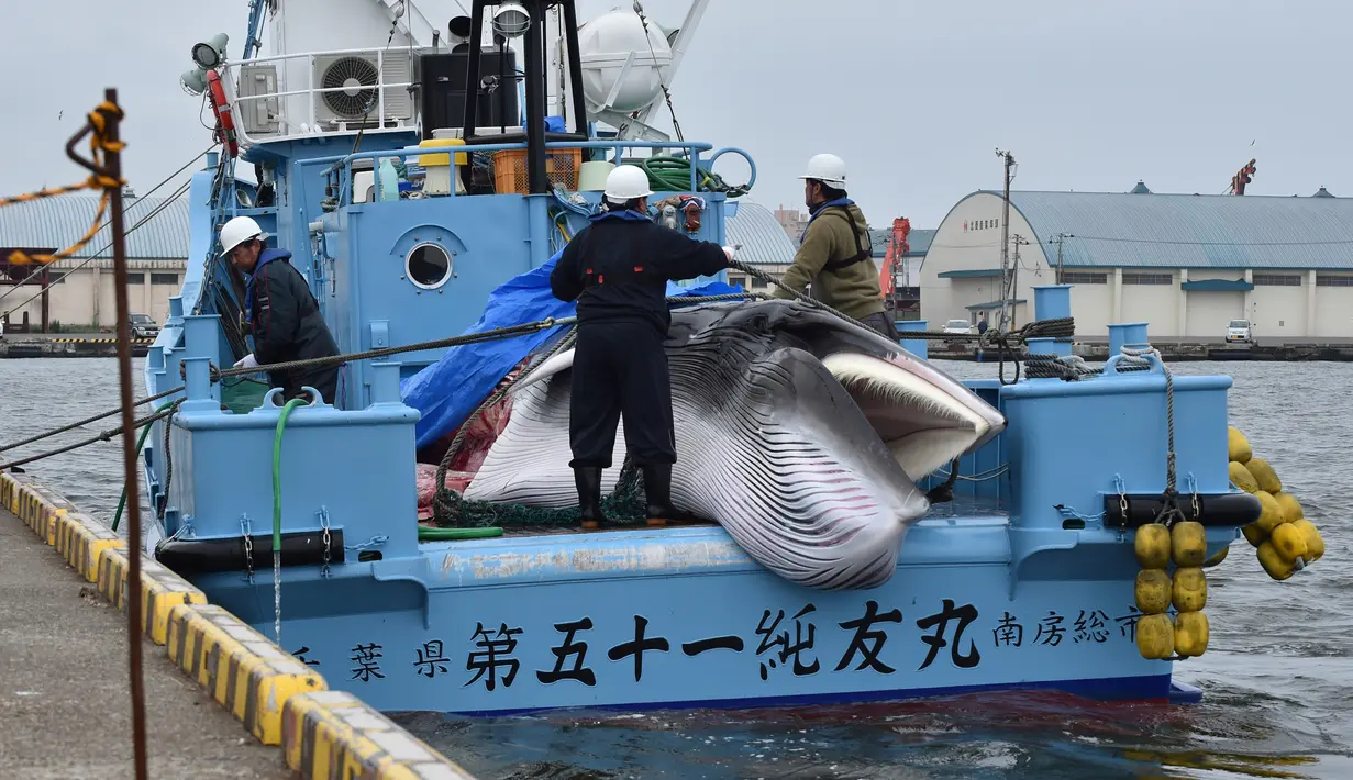Paus Minke di bawa sebuah kapal di pelabuhan Kushiro, Prefektur Hokkaido, Jepang (1/7/2019). Perburuan paus yang dilakukan Jepang tetap ada batasnya. Yakni total 227 paus sepanjang musim hingga akhir Desember, di antaranya 52 paus Minke, 150 paus Bryde dan 25 paus Sei. (AFP Photo/Kazuhiro Nogi)