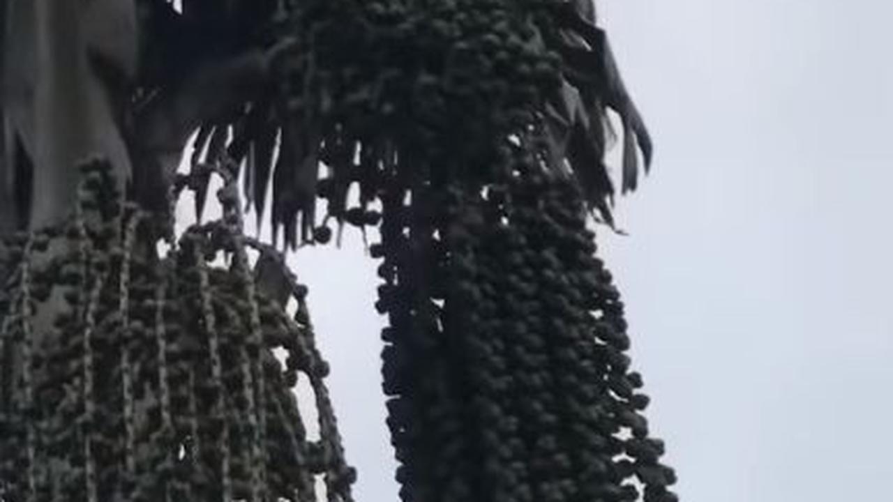 Pensiunan Aparat Asal Muara Jambi Ini Berkebun Aren dengan Omzet Miliaran, Kalahkan Kelapa Sawit