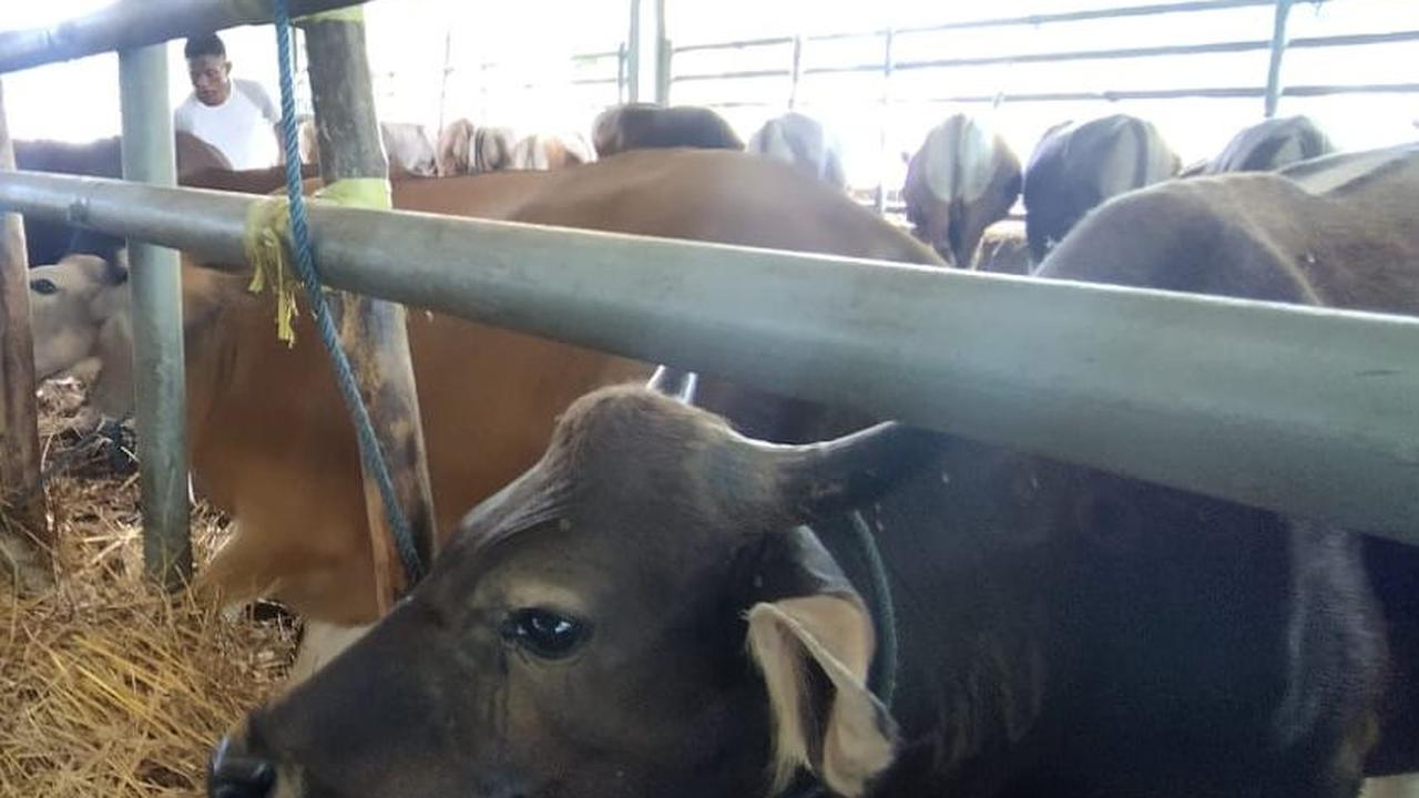 Antraks mewabah di Gunungkidul, Daerah Istimewa Yogyakarta, hingga menelan korban jiwa. Beberapa warga diketahui meninggal dunia usai mengonsumsi daging ternak sapi yang mati mendadak.