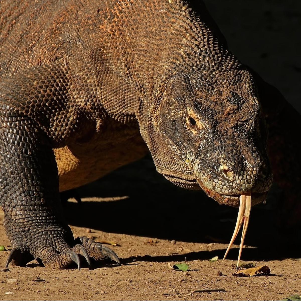 Komodo