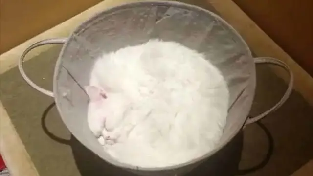Potret 6 Kucing Dengan Tingkah Bak Benda Cair, Lentur Banget
