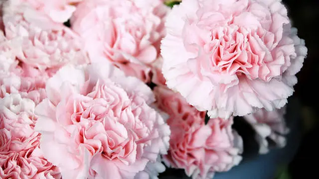 Carnation