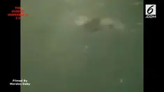 Seorang wisatawan tak sengaja merekam sosok aneh di bawah air saat menikmati permainan di Sungai Isabela, Puerto Rico bersama teman-temannya.
