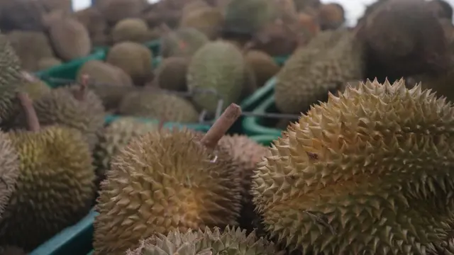 Badan Karantina Indonesia (Barantin) melepas ekspor durian beku ke Cina di Citeureup, Bogor, Jawa Barat, Senin (15/12/2025). (Liputan6.com/Sudarno)
