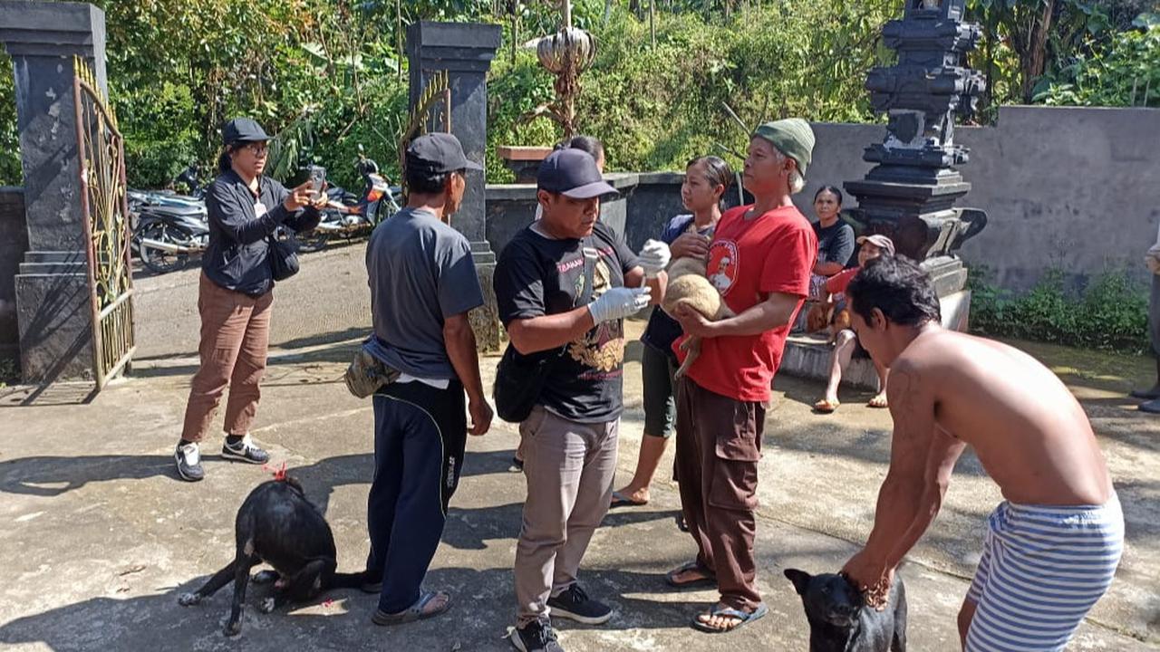 9 Pendaki Digigit, Ratusan Anjing di Batukaru Kena Vaksin Rabies Massal