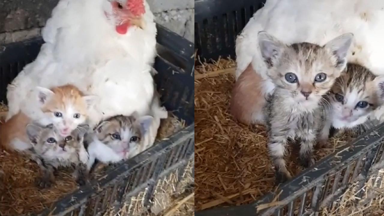 Viral Aksi Induk Ayam “Mengerami” Kucing Bikin Gemas Warganet