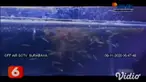 Ikan gabus bagi sebagian orang dianggap sebagai ikan predator, yang hidup di rawa-rawa dan diburu untuk dikonsumsi atau sebagai obat. Namun berbeda dengan ikan gabus hias atau biasa disebut ikan channa.