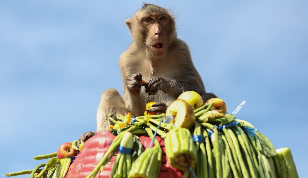 Seekor monyet makan makanan di depan kuil Prang Sam Yod selama Festival Prasmanan Monyet tahunan di Lopburi, Bangkok, Thailand, Minggu (29/11/2020). Festival tersebut untuk mengucapkan rasa terima kasih kepada monyet yang telah menarik banyak wisatawan ke deerah itu. (Jack TAYLOR/AFP)