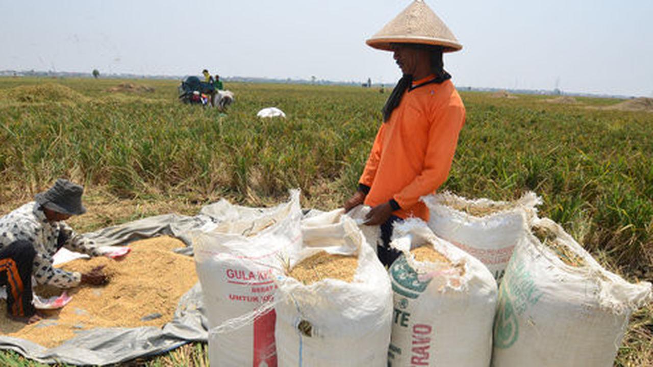 Wapres JK sebut angka produksi padi tahun ini tak masuk akal