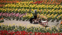 Seorang pengunjung yang memakai masker memegang kamera di ladang tulip di sebuah taman di Paju, Korea Selatan, pada 14 April 2021. Korea Selatan sedang menyambut musim semi yang akan berlangsung dari Maret hingga Mei. (AP Photo/ Lee Jin-man)
